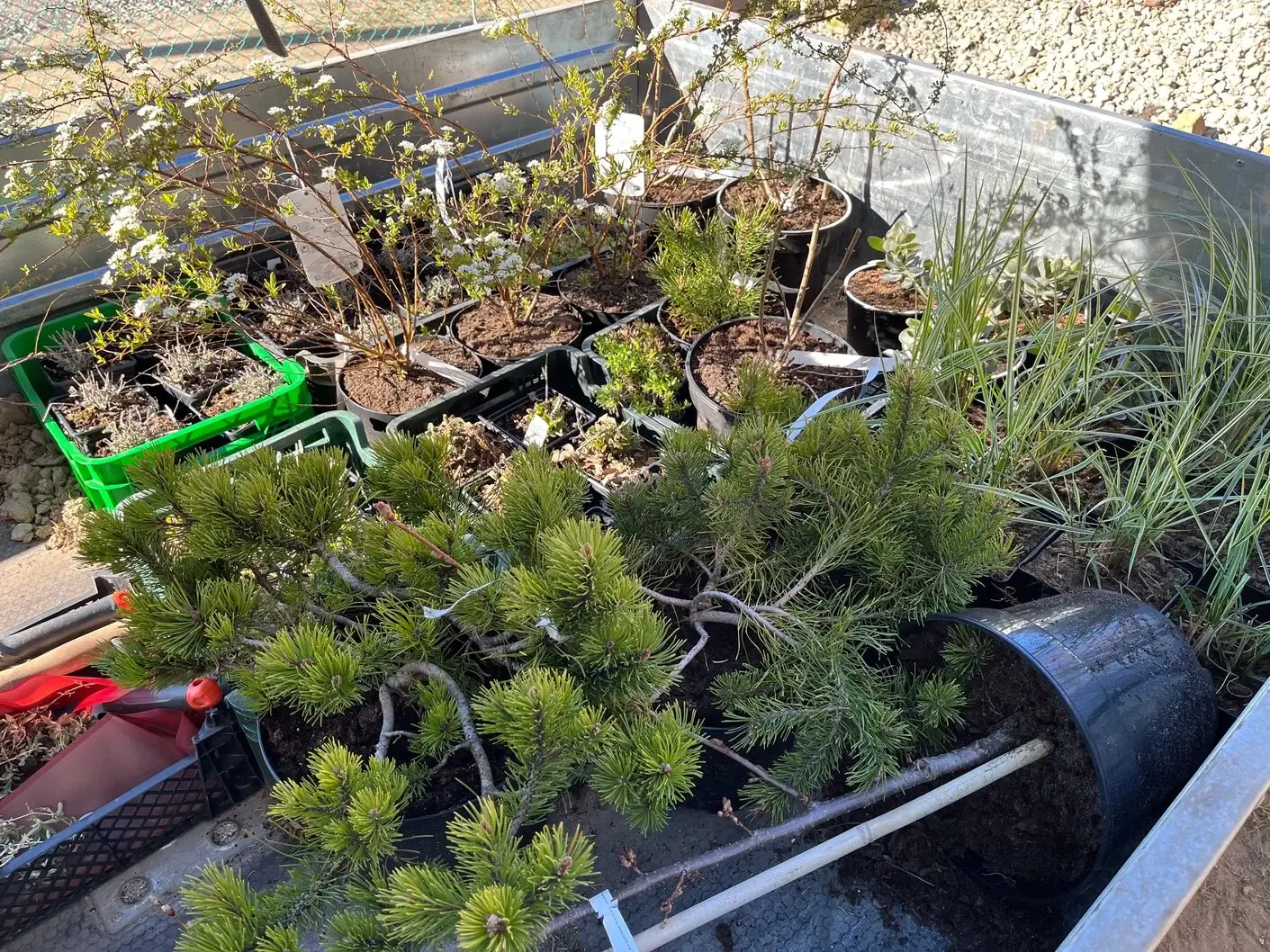 Greenera garden project